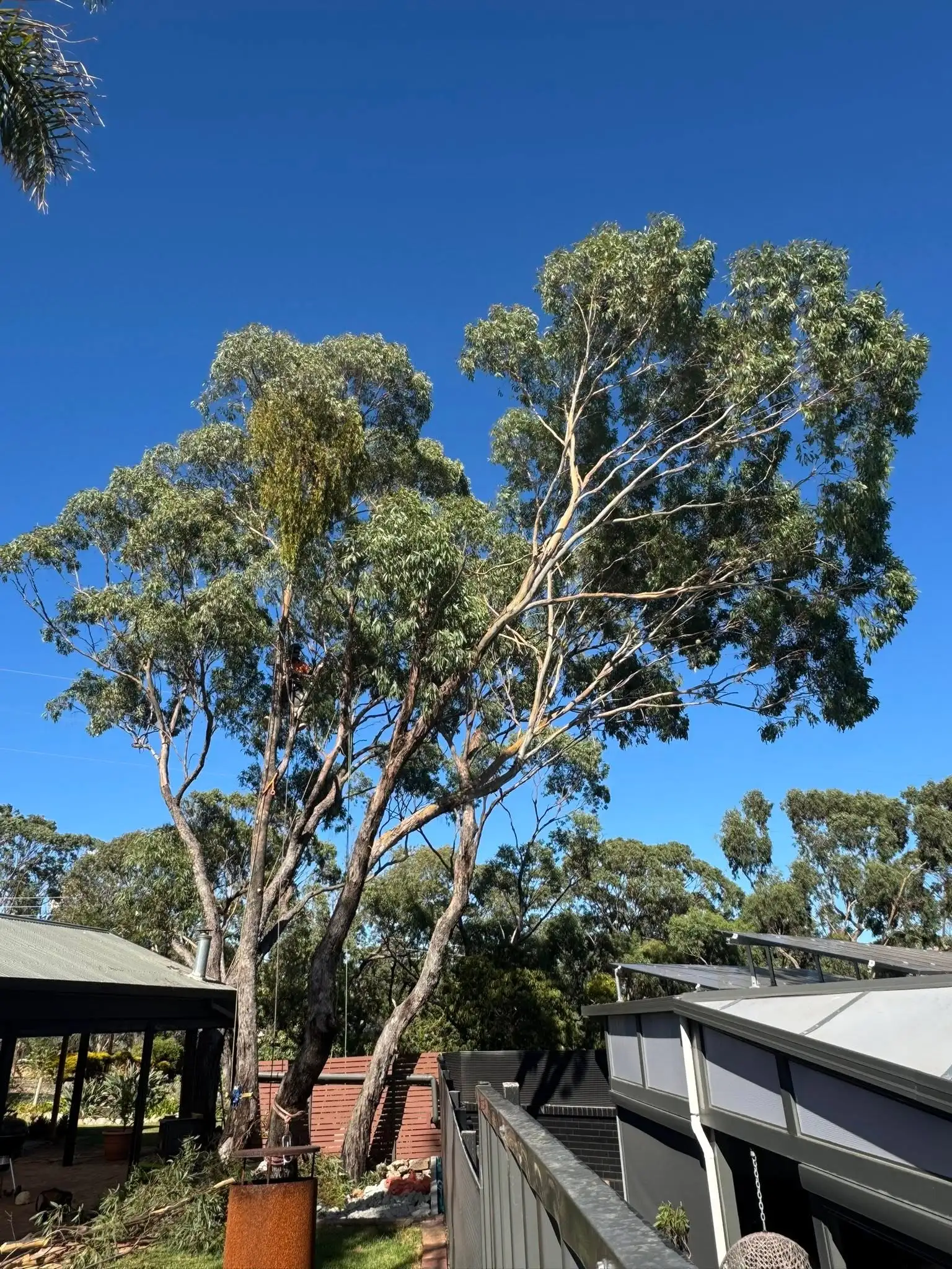 Completed cleanup after arborist work on an Adelaide site